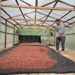Europa vai receber 1,2 tonelada de amêndoa de cacau produzida no AM