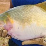 Integração de tambaqui e curimba aumenta produtividade e sustentabilidade da piscicultura na Amazônia