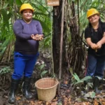 Cooperativas femininas impulsionam a bioeconomia dos óleos na Amazônia