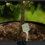 Restauração florestal entra na era da genética climática