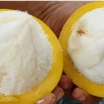 Bacuri movimenta economia no Norte e Nordeste e ganha força na indústria de cosméticos