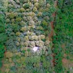 Fundo Amazônia destina R$ 69 milhões para fortalecimento de cadeias agroextrativistas no Acre