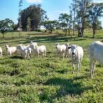 Consumo chinês pode impulsionar agro sustentável na Amazônia