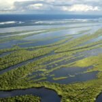 Natura abre sua cadeia amazônica ao mercado global com nova startup de bioingredientes