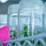 Inova Bioindústria aproxima pesquisa e mercado para fortalecer cadeia sustentável na Amazônia